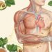 Potasio: para qué sirve, sus beneficios y la cantidad necesaria por día