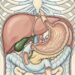 El dolor en la parte alta del abdomen no siempre es gastritis, pero puede ser señal en la vesícula