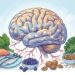 Alimentación y cerebro: cómo comer bien beneficia la concentración y la memoria