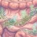 Fibra y salud intestinal: lo que la ciencia ha observado sobre su papel en la microbiota