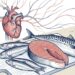 Qué le hace el consumo de pescado al corazón y a tu salud en general