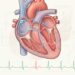 ¿Qué es una extrasístole y por qué el corazón puede adelantar repentinamente uno de sus latidos?