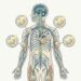 Vitaminas del complejo B: cómo influyen en la energía, el sistema nervioso y el metabolismo