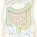 Cómo diferenciar los gases de la grasa abdominal: qué hacer