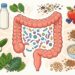 Cuatro alimentos que ayudan a cuidar la salud del intestino