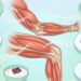 Ilustración anatómica de los músculos de un brazo y una pierna rodeados de varios platos con alimentos ricos en proteínas, como salmón, pollo, huevos, legumbres y frutos secos.