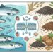 Para qué sirven los ácidos grasos omega 3, sus beneficios y en qué alimentos encontrarlos