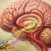 Ilustración anatómica de un cerebro con vasos sanguíneos y una estructura central resaltada en verde, junto a verduras de hoja, frutos rojos, pescado azul y aceite de oliva.