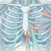 Ilustración médica del tórax que compara visualmente el dolor torácico cardíaco y musculoesquelético.