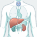 Ilustración médica del torso humano que destaca visualmente el hígado, los riñones y la glándula tiroides.