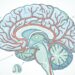 Salud del cerebro: hábitos a evitar a partir de los 45 años para proteger la memoria