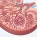 Azúcar alto de forma prolongada: factores, complicaciones de salud y su impacto en los riñones