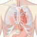 ¿Cómo saber si el dolor de pecho está relacionado con el corazón o con la digestión?