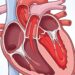 Moverse cada día ayuda al corazón y protege la salud