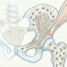 Osteoporosis: ¿qué importancia tiene el ejercicio de fuerza?