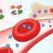 El mejor nutriente para cuidar la sangre y prevenir la anemia
