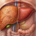Ilustración anatómica del abdomen con el hígado destacado, una zona de aspecto moteado y otra rojiza uniforme, rodeada de verduras, legumbres, aceite de oliva, agua y zapatillas deportivas.