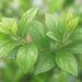 La ora-pro-nóbis aporta proteínas, fibra y minerales en una planta versátil y nutritiva.