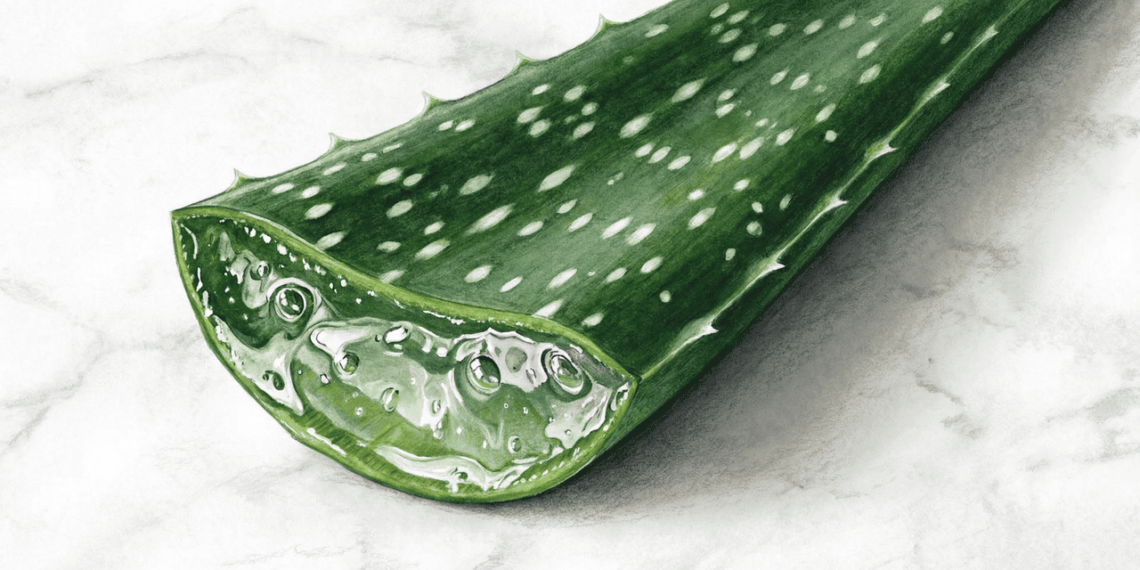 Planta medicinal que é um tesouro natural para a saúde