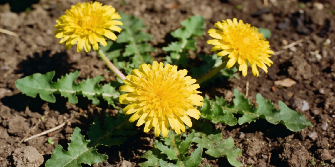 Uso contínuo dessa erva natural reduz retenção de líquidos e desconforto abdominal