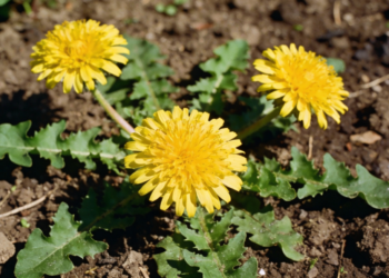 Uso contínuo dessa erva natural reduz retenção de líquidos e desconforto abdominal