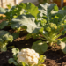 Esses vegetais fáceis de achar, ajudam o fígado e costumam ser deixados de lado