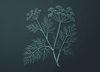 A planta que acalma a ansiedade e ajuda você a dormir bem: esses são todos os benefícios comprovados