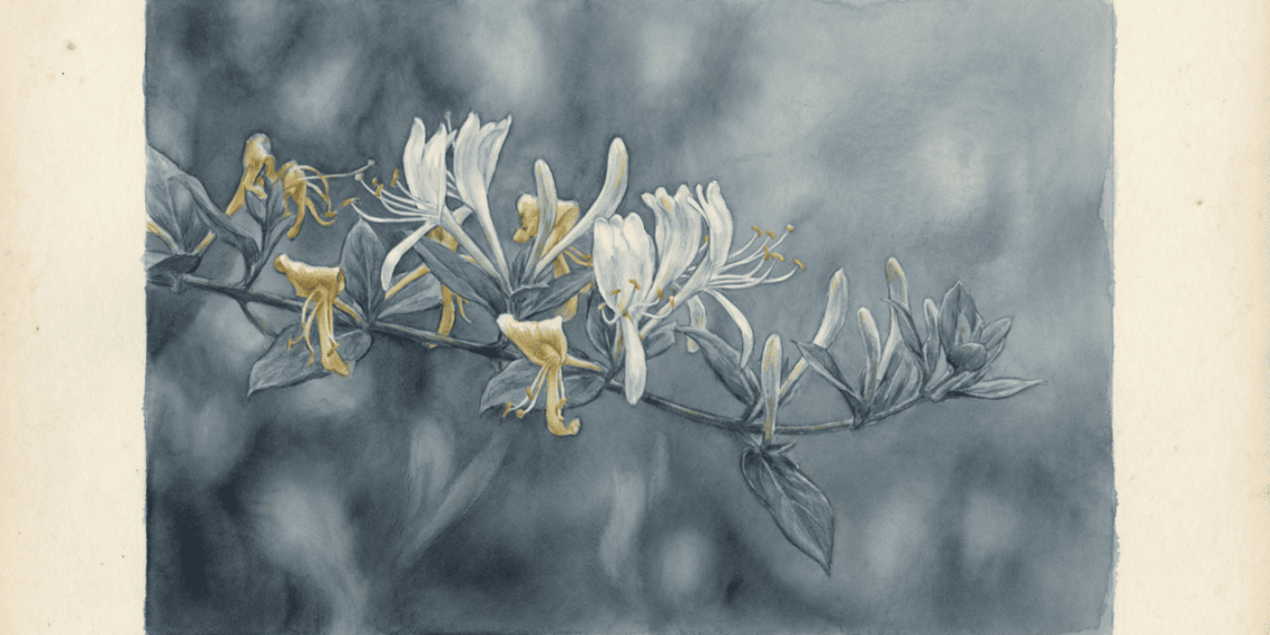 Uma planta milenar com propriedades medicinais e antioxidantes