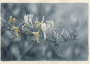 Uma planta milenar com propriedades medicinais e antioxidantes