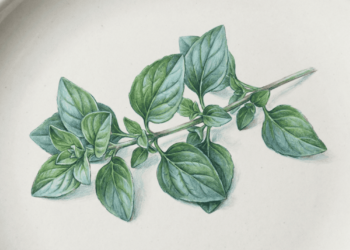 Artrose: erva rica em potássio e colágeno pode aliviar a dor e melhorar a saúde das articulações