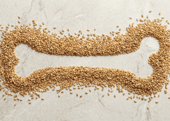 Sementes que fornecem mais cálcio: como elas ajudam a prevenir a osteoporose e a cuidar da sua saúde em geral