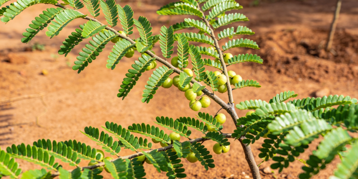 A primeira planta medicinal que será transformada em remédio do SUS