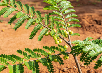 A primeira planta medicinal que será transformada em remédio do SUS