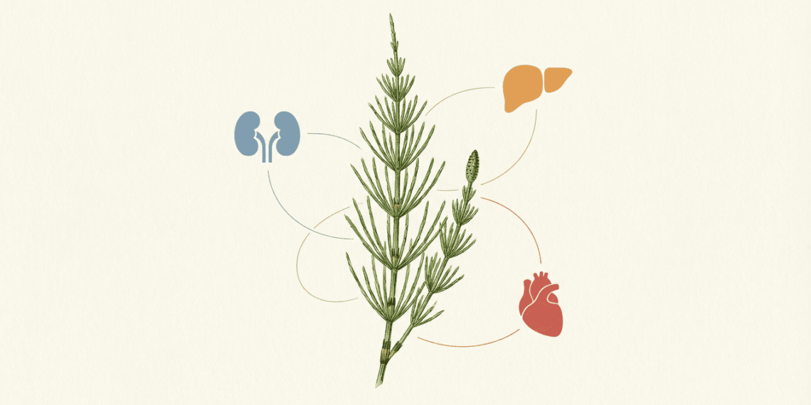 O chá que ajuda a fortalecer os rins, o fígado e a circulação