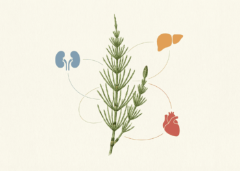 O chá que ajuda a fortalecer os rins, o fígado e a circulação