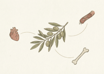 A folha que ajuda a fortalecer o coração, a circulação e os ossos