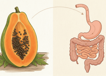 Intestino preso: como o consumo de mamão afeta o funcionamento do trato digestivo