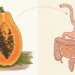 Intestino preso: como o consumo de mamão afeta o funcionamento do trato digestivo