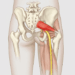 Síndrome do piriforme: o que é e como tratá-la para não confundi-la com ciática