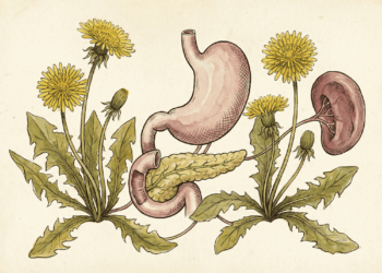 Planta que ajuda a desintoxicar o estômago, o baço e o pâncreas