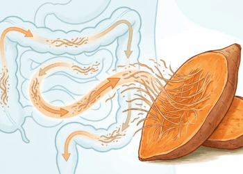 O tubérculo que funciona como uma vassoura natural quando o intestino trava