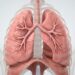 Como limpar os pulmões naturalmente: sete dicas simples para mantê-los saudáveis