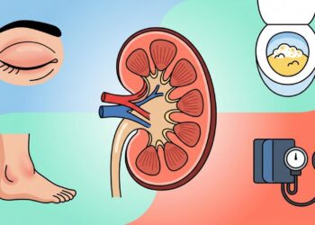 Como saber se seus rins estão filtrando bem: 4 sinais que aparecem antes de qualquer exame de sangue acusar