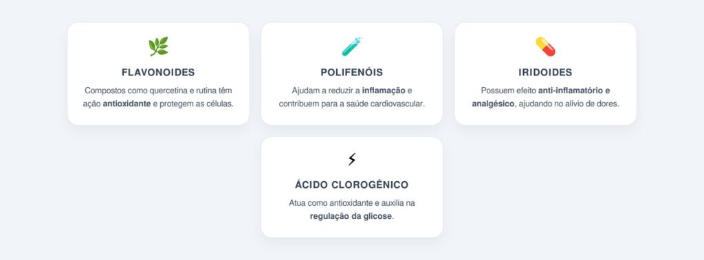 Quais compostos benéficos estão presentes na planta?