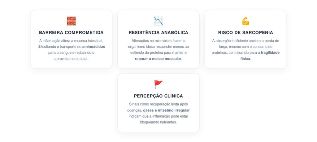 O que acontece com a absorção de proteína quando o intestino do idoso apresenta inflamação celular?