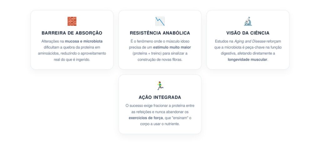 O Eixo Intestino-Músculo no Envelhecimento