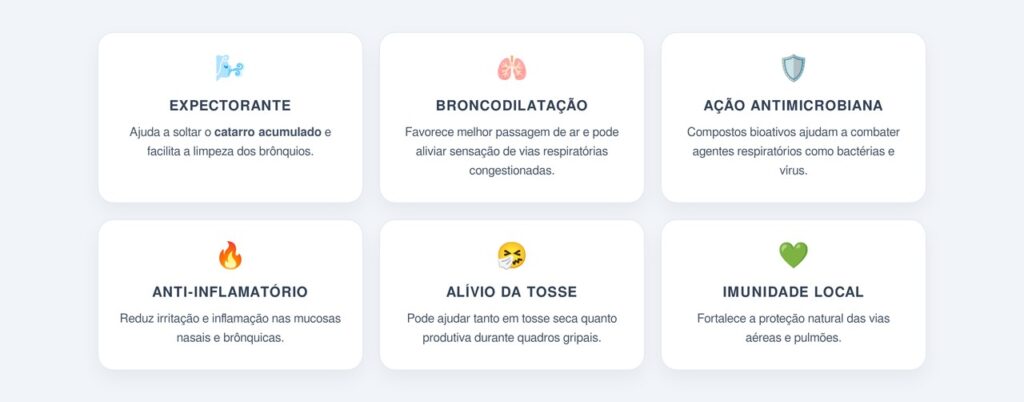 Quais os principais benefícios do eucalipto para o sistema respiratório?