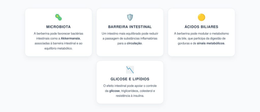 Berberina no Intestino: Microbiota, Bile e Resistência à Insulina