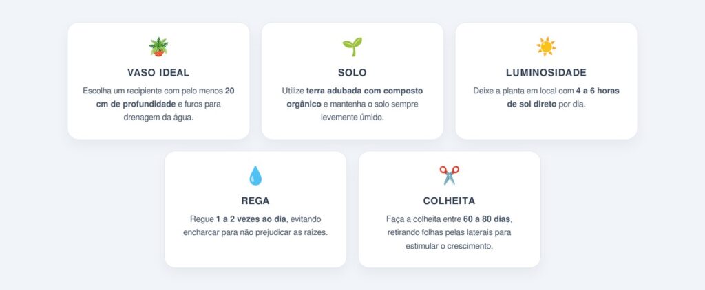 Como plantar salsa em casa?