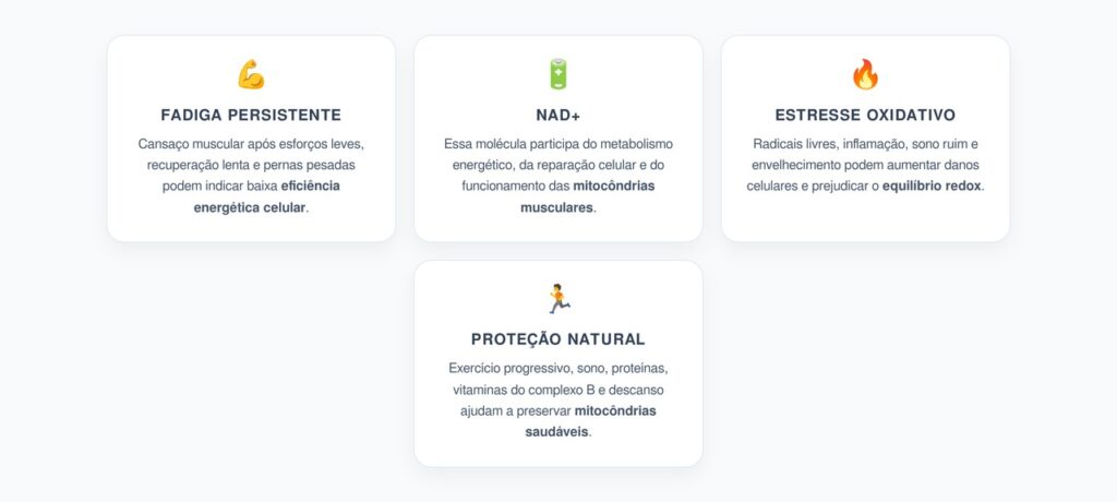 Fadiga Muscular Crônica: Como a Queda de NAD+ Afeta a Energia Celular